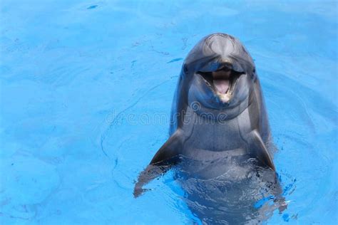 Smiling dolphin stock photo. Image of swimming, whale - 32293396