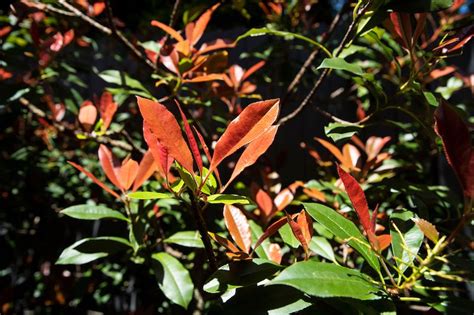 Australian Grow Guide: Photinia Red Robin | Ultimate Backyard