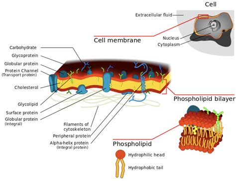 Membrane Structure Fluid Mosaic Model