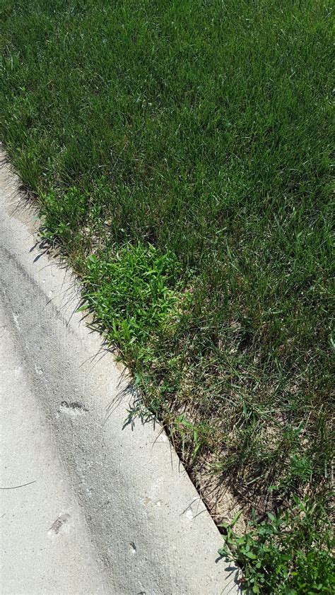 Lawn*Doctor Lawn Care Insights: I have crabgrass in spring, or do I?