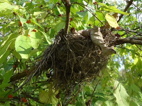 File:Bird nest in tree in Summit New Jersey.jpg - Wikimedia Commons