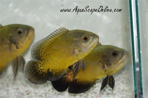 Gold Oscar 3.5-4" (Astronotus ocellatus) - Product View