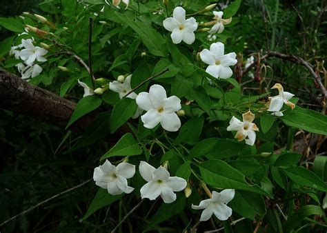 Jasminum officinale climbing plant grow and care | Travaldo's blog