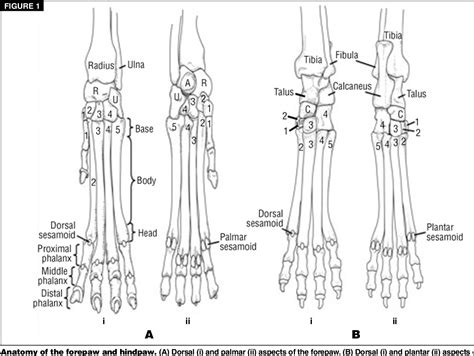 Figure 1 from Metacarpal and metatarsal fractures in dogs. | Semantic Scholar