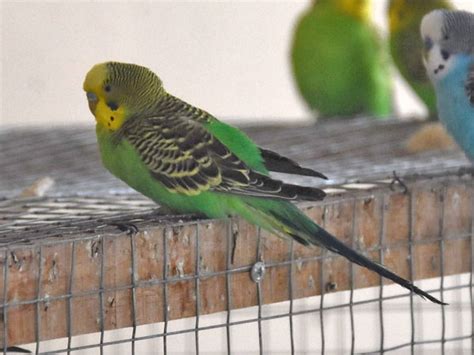 Melopsittacus undulatus / Budgerigar (Breeding-form) in Termez Zoo