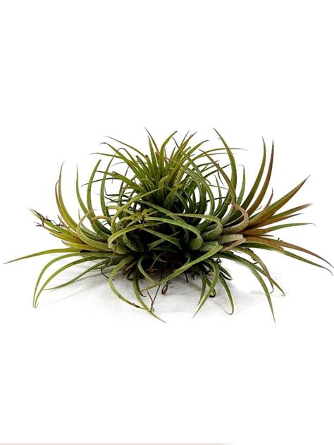 Buy Tillandsia Ionantha Online | Peppyflora®