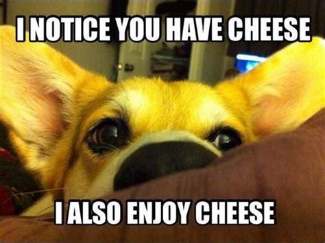 I notice you have cheese I also enjoy cheese - Dog - Viral Viral Videos