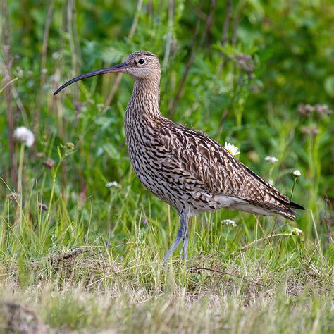 Photos – Call of the Curlew