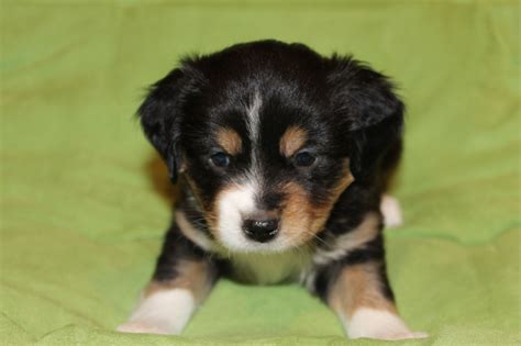 Mini Aussie Puppies – Alangus Mini Aussies: A Dog Blog