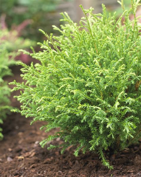 Mr. Bowling Ball® Arborvitae | Small evergreen shrubs, Garden shrubs, Evergreens for shade