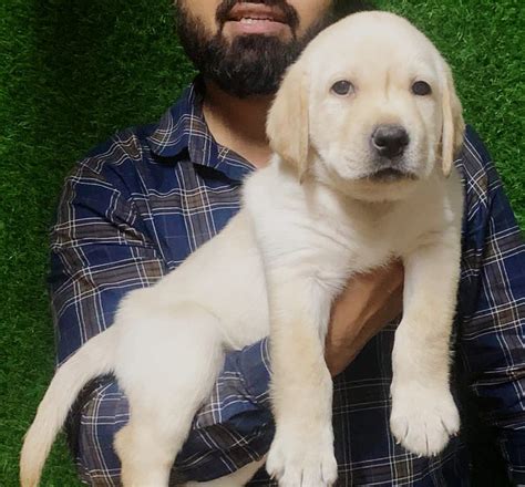 Labrador Puppies for Sale in Pune | Labrador Puppy Price | Doggywala