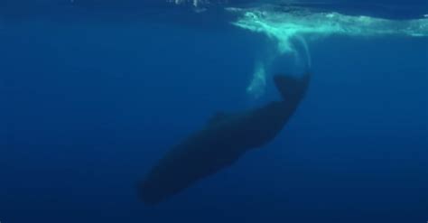 Sperm Whales Identify Each Other Through Symbolic Sounds Called "Aural ...