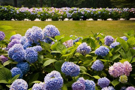 Hydrangea Bush | DIY