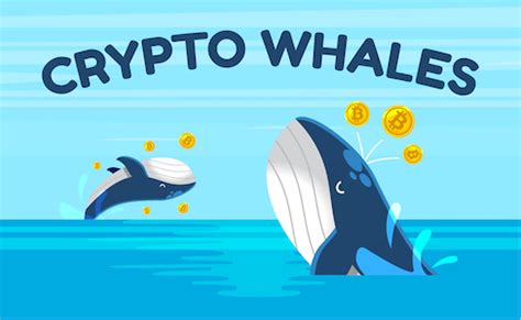 Crypto Whales: How to See What Whales Are Buying? | CoinEx