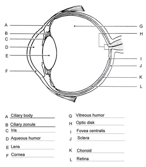 Printable Eyes Pdf