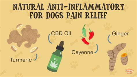 13 Natural Anti-Inflammatory For Dogs Pain Relief - The Goody Pet