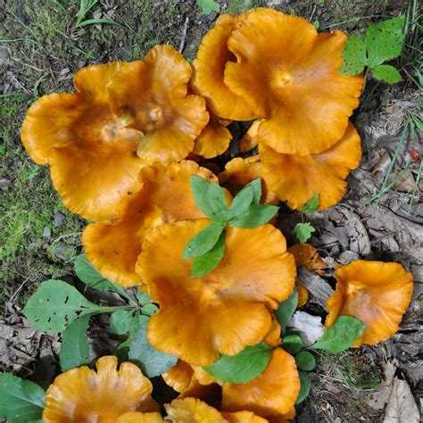 Orange Mushrooms | Palmer Creek Trail, Great Smoky Mountains… | Flickr