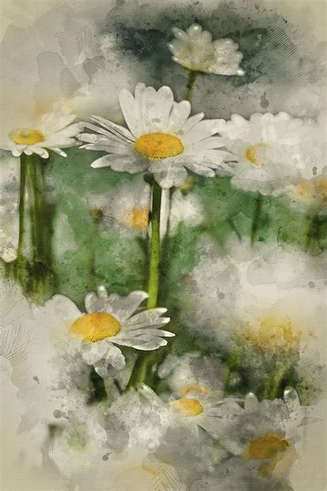 Digital watercolor painting of wild daisy flowers in wildflower ...