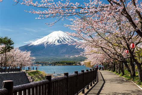 春のお花見特集 | 山梨できれいな桜を鑑賞できる名所をご紹介 - フジヤマNAVI