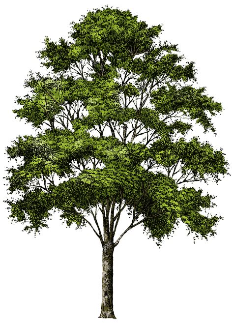 Tree png | Tree photoshop, Landscape drawings, Landscape