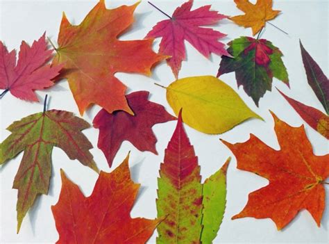 Hojas de arboles secas para adornos de otoño - 50 ideas