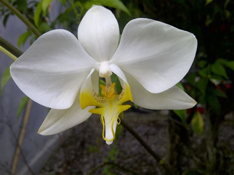 Mengenal Lebih Dalam Anggrek Phalaenopsis amabilis, Bunga Nasional ...