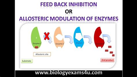 Feedback Inhibition or End Product Inhibition of Enzymes - YouTube