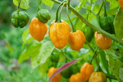 Habanero Plant Stages