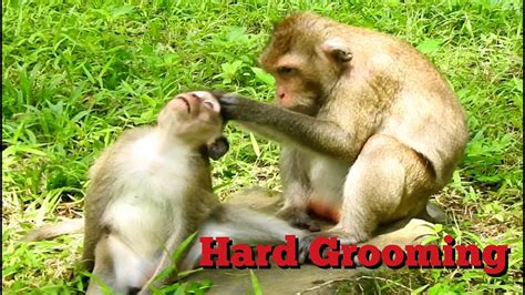 OMG Hard Grooming, Monkey Groom Looking Discomfort to Little Monkeys - YouTube