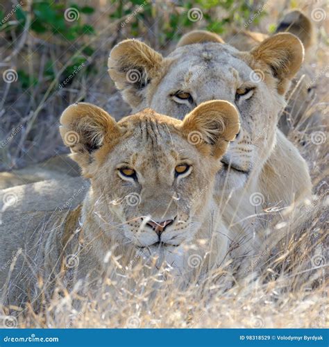 Lion in National Park of Kenya Stock Image - Image of danger, africa: 98318529