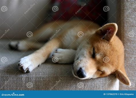 Shiba inu dog sleeping stock photo. Image of telluride - 137062270