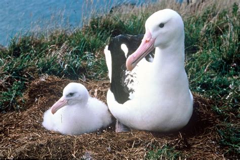 Royal Albatross breeding on the mainland at Taiaroa Heads, Dunedin | Wildlife tour, New zealand ...