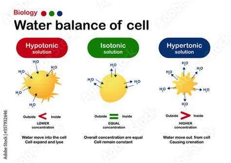 Biology diagram show effect of isotonic, hypertonic and hypotonic solution in water balance of ...