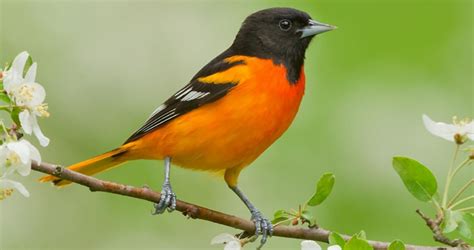 The rich, whistling song of the Baltimore Oriole, echoing from treetops near homes and parks, is ...