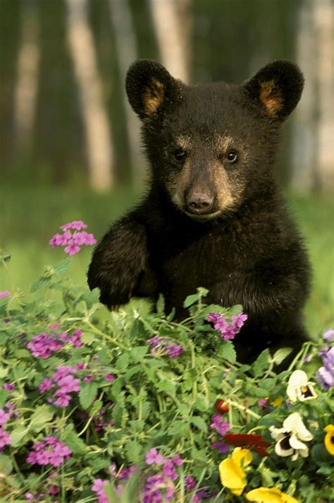 Pin on Cubs