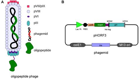 Viruses | Free Full-Text | Oligopeptide M13 Phage Display in Pathogen ...