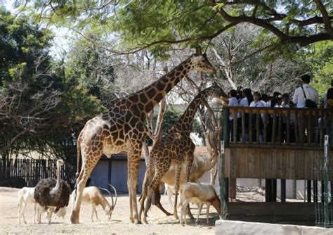 "Director del Zoológico de Culiacán defiende que siga con exhibición de animales"