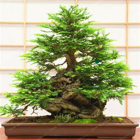 Sequoia Bonsai Tree of all time Learn more here | earthysai