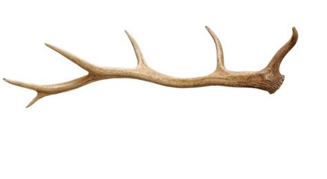 Elk Antler Dog Chews: Benefits Associated with Deer Antler Velvet ...