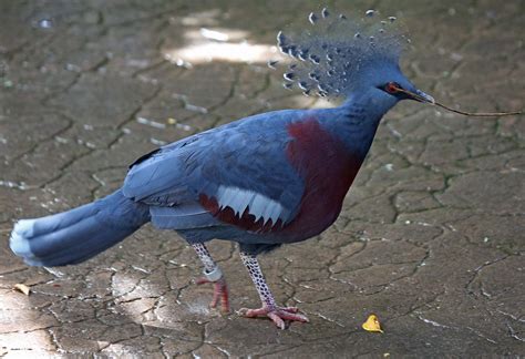 Pictures and information on Victoria Crowned-Pigeon