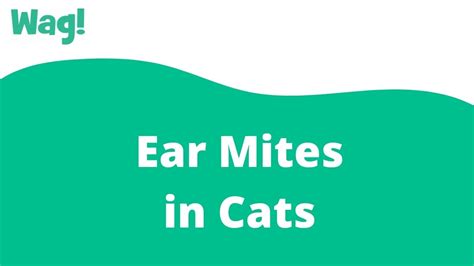 Ear Mites in Cats | Wag! - YouTube