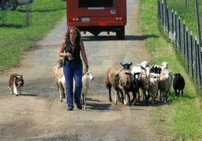 Herding Lessons VA & MD|herding dog training | Herding dogs training, Dog training, Herding dogs