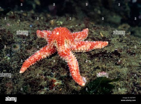 Pink sea star, British Columbia Stock Photo - Alamy