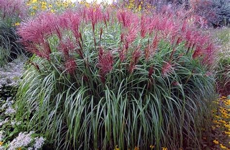 5 Types of Ornamental Grass, Perfect for Decorating the Garden – Spot-On Housekeeping