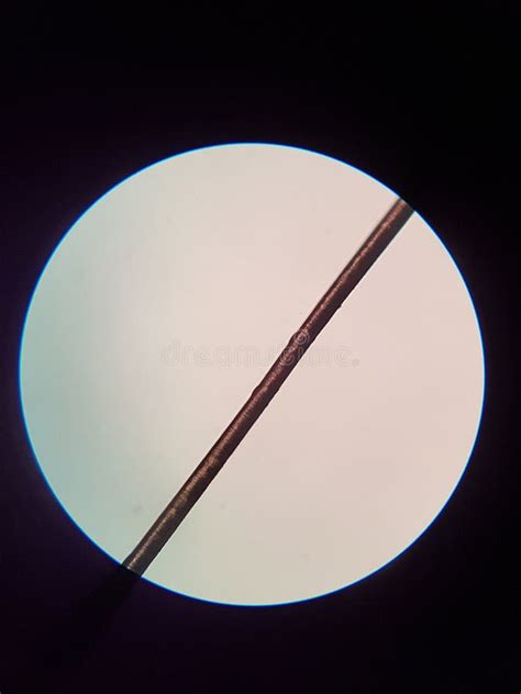 Human Hair Observed by a Microscope. Stock Photo - Image of laboratory, scientific: 201332208