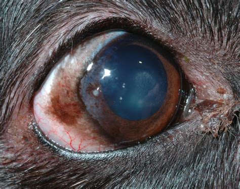 chronic-superficial-keratitis-canine – Animal Eye Clinic