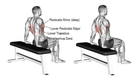 Scapula Dip: How To Do, Muscles Worked & Benefits