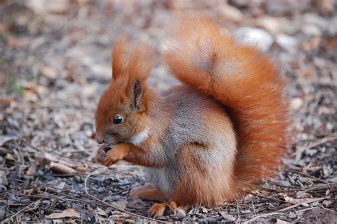 Eichhörnchen (Sciurus) - Schöpfung