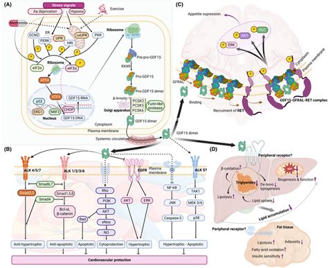 Molecular pathways of GDF15 as cardiometabolic protector. (A) GDF15... | Download Scientific Diagram