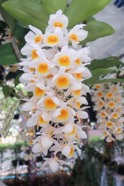 Orchid are blooming stock photo. Image of plant, beautiful - 151622444